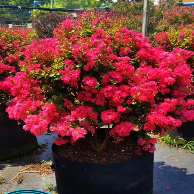 목하원예조경 연귀비 왜성 백일홍나무 삽목2년 목백일홍 묘목 미니 배롱나무 정원조경수 여름꽃 개화주, 1개