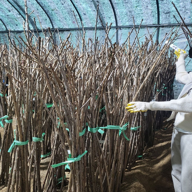 합리적 가격의 우수한 체리묘목(레이니어 라핀 러시아8호 레기나 타이톤 산드라로즈 등), 라핀(자가수정) 접목묘 중묘, 1개, 1년생 중묘