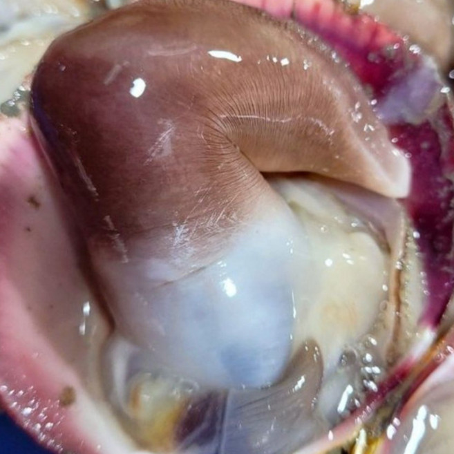 [여수 당일배송] 산지직송 프리미엄 새조개, 1개, 1kg