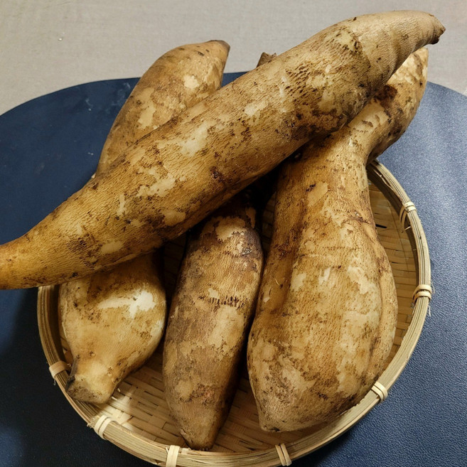 [평창]직접 재배한 고품질 토종야콘 [겨울/봄 프리미엄], 1박스, 중 5kg