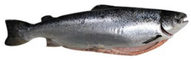 6.5kg연어 통째로 한마리, 6.5kg, 1개