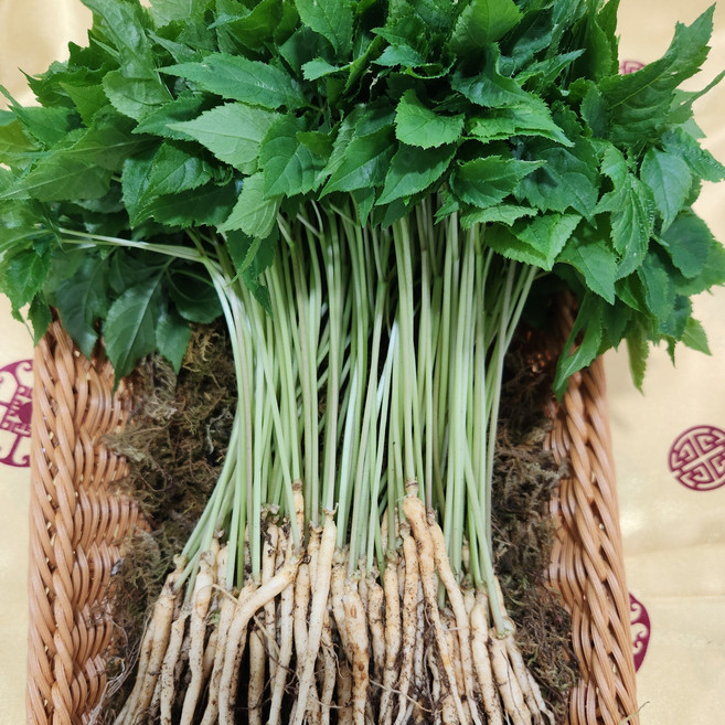 영광 다은 새싹삼 미니 (15cm 내외) 100뿌리 깨끗한 식당용 카페용 가정용 선물용, 미니 100뿌리, 1개