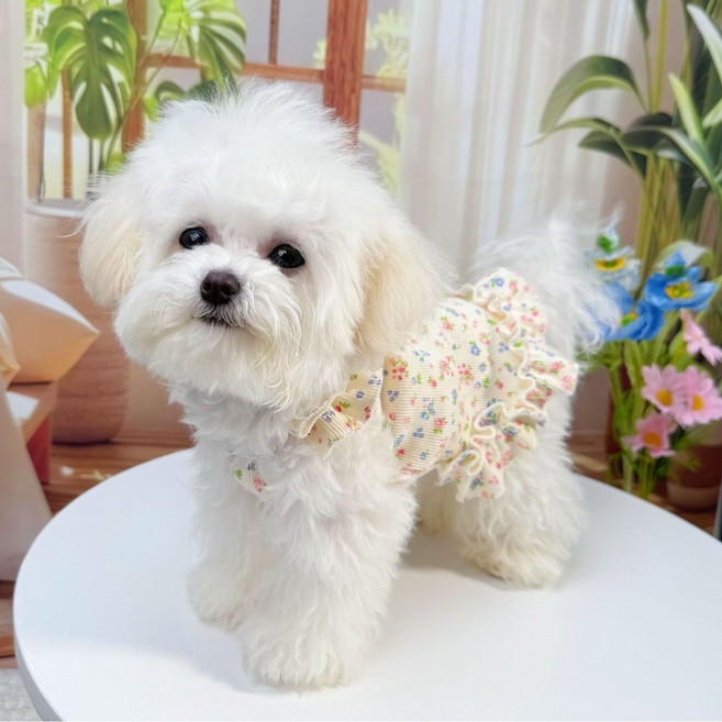 강아지 옷 실내외 겸용 봄 여름 가을 프릴 꽃무늬 러블리 D링 강아지 하네스 공주 원피스 올인원 댕댕이 데일리룩 애견의류, 연노랑 컬러, 1개