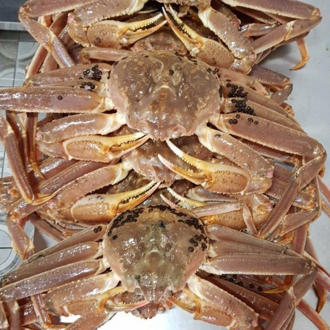 러시아 박달대게 특A급 선어대게 1kg 자숙대게 대게택배, 1개, 비품 자숙대게(찜) 2kg