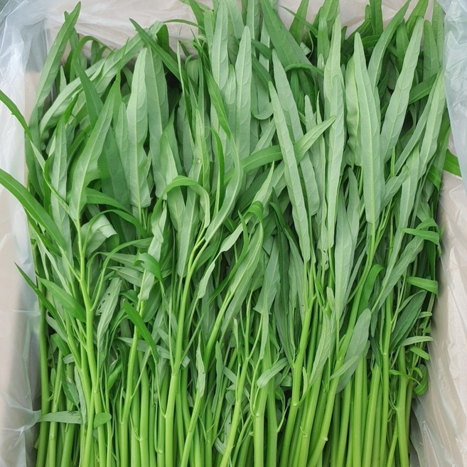 공심채 /생 공심채/모닝글로리/공심채 당일발송합니다, 5kg, 1개