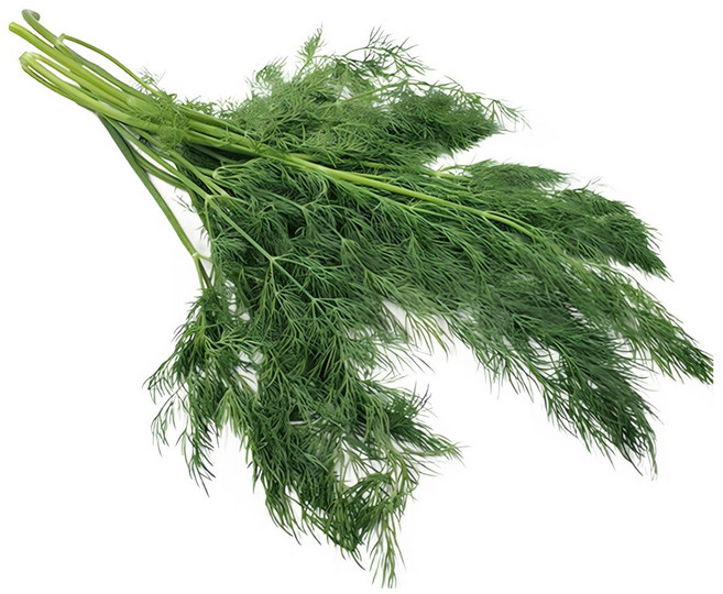 야채왕 허브 생잎 딜 Dill 500g 향신료, 1개