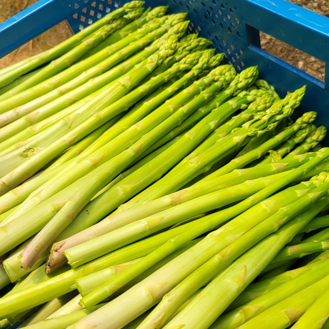 국산 생 아스파라거스 1kg, 1개