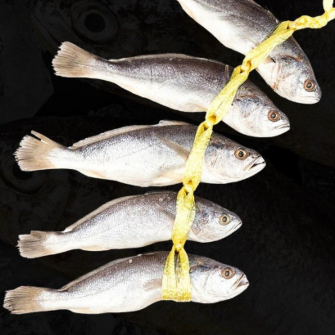 영광 비늘제거 민어 굴비 엮걸이, 5개, 특대