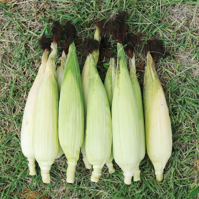 [올더야미] 삶은 냉동 강원도 햇수확 미백 옥수수 15개(3입 x 5팩) / 16cm~20cm, 5세트, 3개(16~20cm)