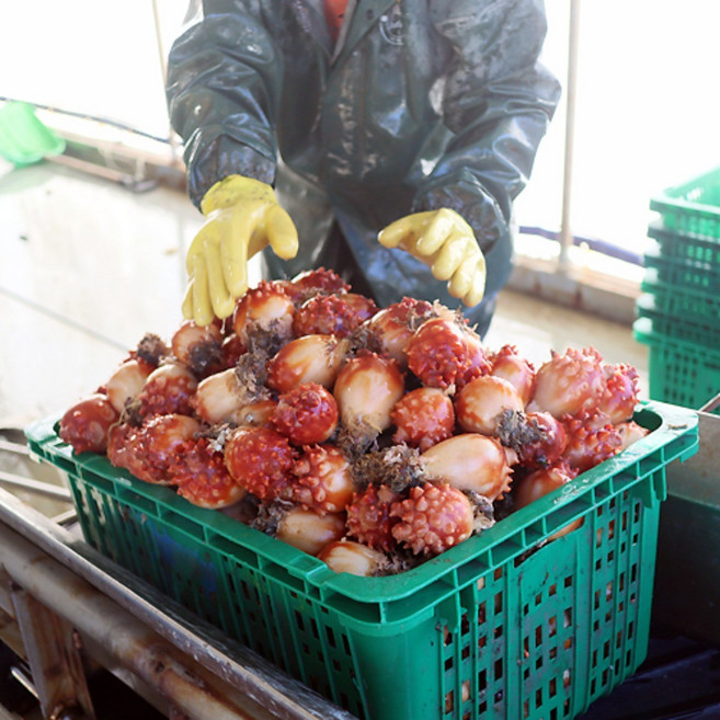 통영직송 직접 손질해 보내 드리는 제철 통영 멍게, 활멍게 2kg, 1개