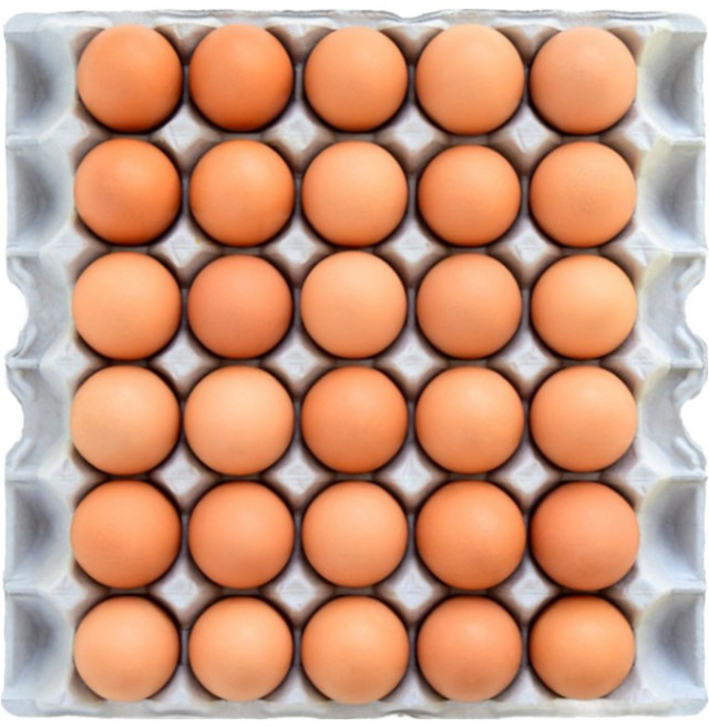 청년농부 무항생제 계란 특란 생계란, 1개, 30구