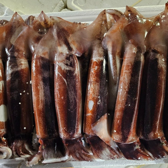 훈씨네 국내산 당일조업 생물 활오징어 초코오징어 1kg, 1개, 1kg x