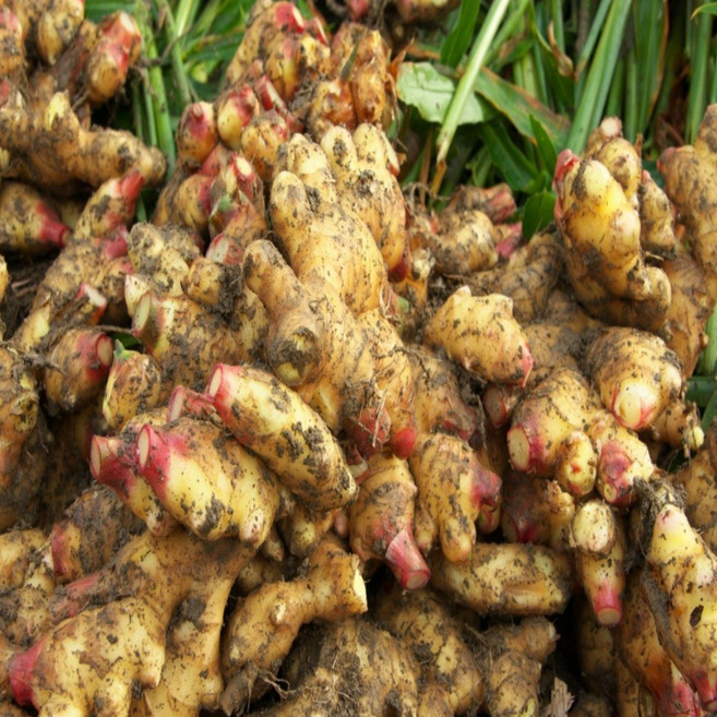 특가세일) 수확 국내산 생강 햇생강 특상품, 생강--2kg, 1박스