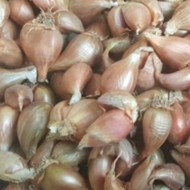 [한스푼푸드] 쪽파종자 500g 1kg 쪽파종근 씨앗, 1개