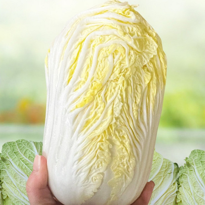 야채이야기 알배기 배추 쌈배추 알배추 1통, 1개, 300g