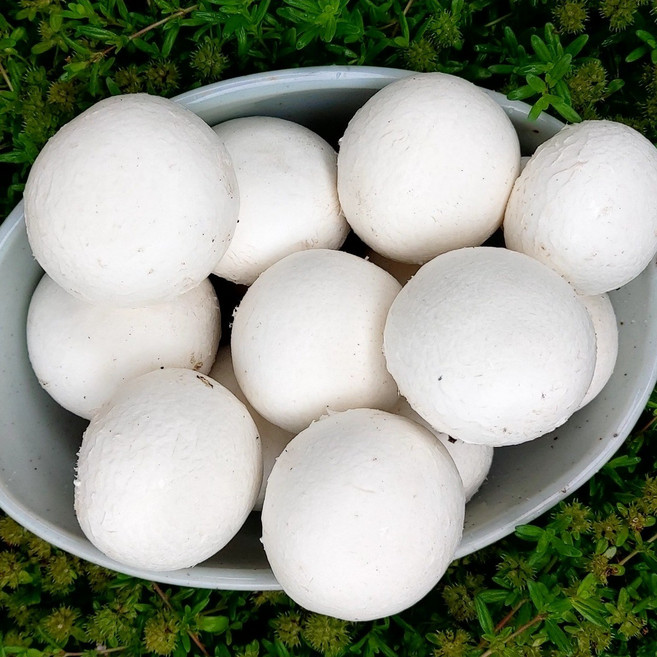 국내산 양송이버섯 꼬다마 농가직송 1kg 2kg, 1박스