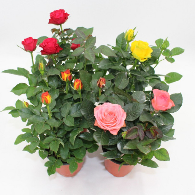 [골든플랜트] 미니장미 특A급 4개1세트 소품 5가지색상랜덤발송 (핑크 노랑 빨강 유색 주황) 월동미니장미 특상품