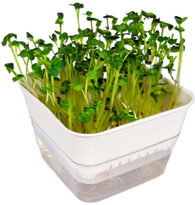 새싹 수경재배 키트, 1세트