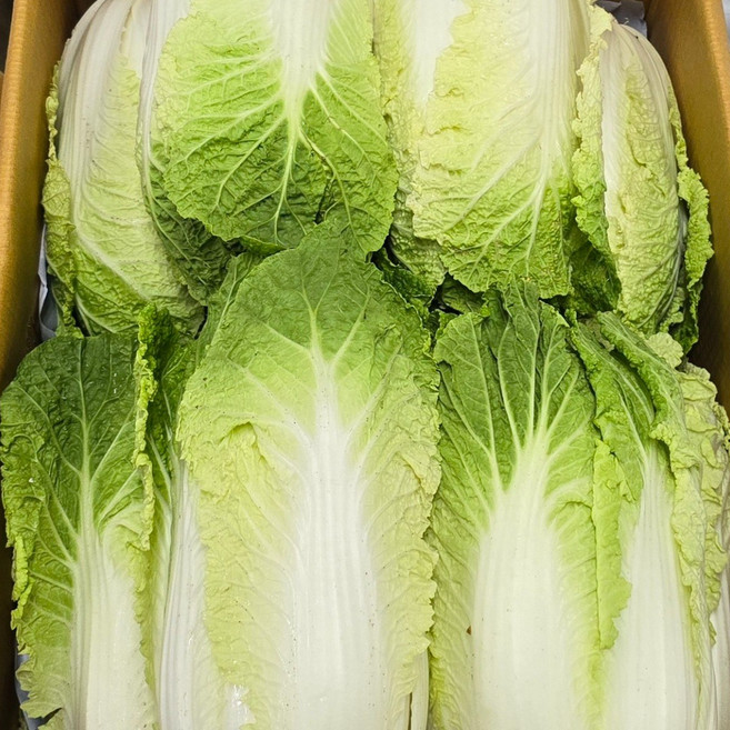 국내산 달콤한 고랭지 알배기배추 쌈배추 3개 6개 12개 14개 알뜰농장, 1개