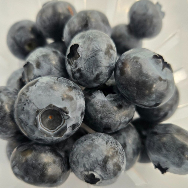 과일네야채가게 /보랏빛 달콤함 프리미엄 유기농 블루베리 생과 16mm, 10개, 100g