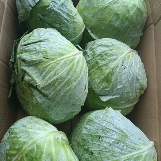 수입양배추 15kg 대용량 신선양배추 업소용 식자재 어스팜, 1박스