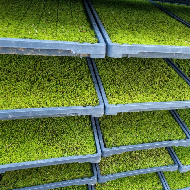 서리(양지)이끼 30cm x 60cm 조경 가드닝 테라리움 비바리움 석부작 분경재료 인테리어 조경, 1개