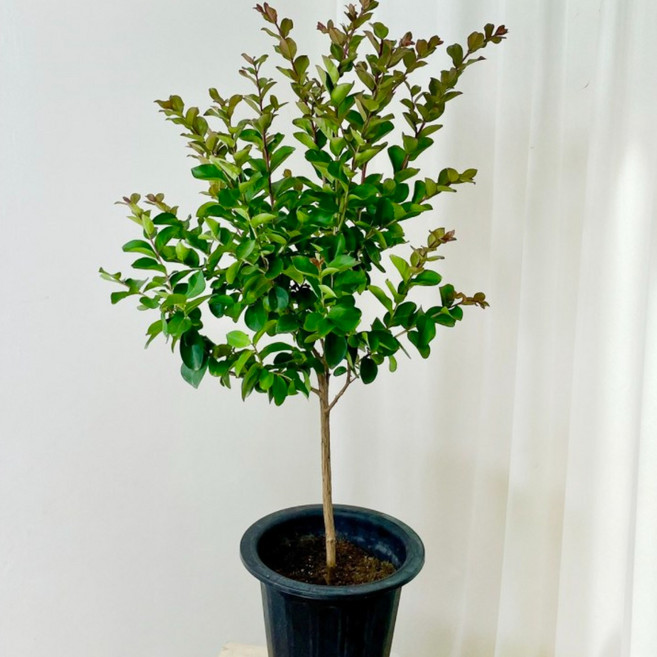 백일홍 외목대 21cm 배롱 다이너마이트 목백일홍 묘목 정원수 조경수 노지월동 대성식물, 1개