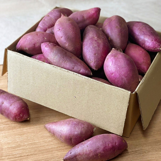 영암 황토 토울고구마 꿀고구마 베니하루카, 중사이즈 10kg, 1개