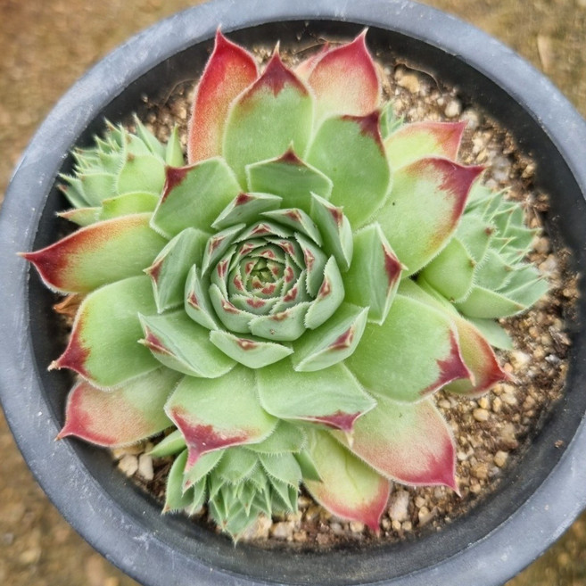 블랙진주 바위솔 다육식물 키우기 쉬운 나만의 애완식물 애농팜 야생화 선별배송, 1개