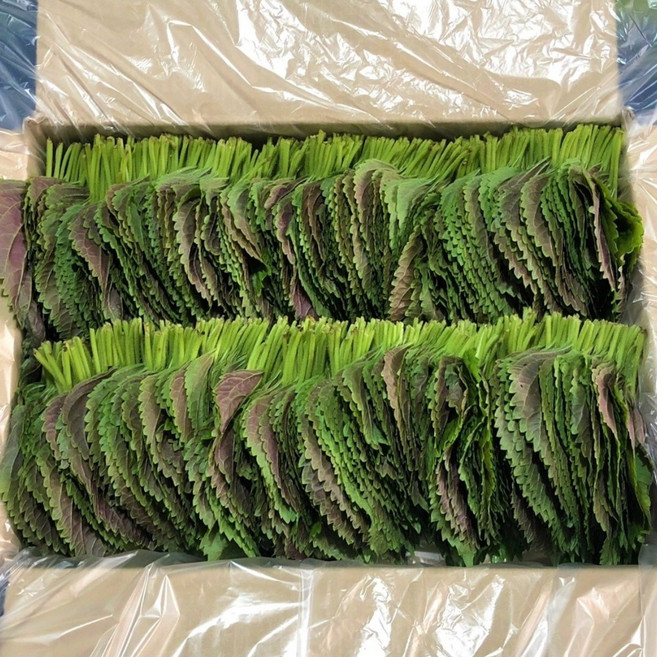 <GAP인증>500g/1kg 직접재배 당일수확 밀양깻잎, 1박스, 500g