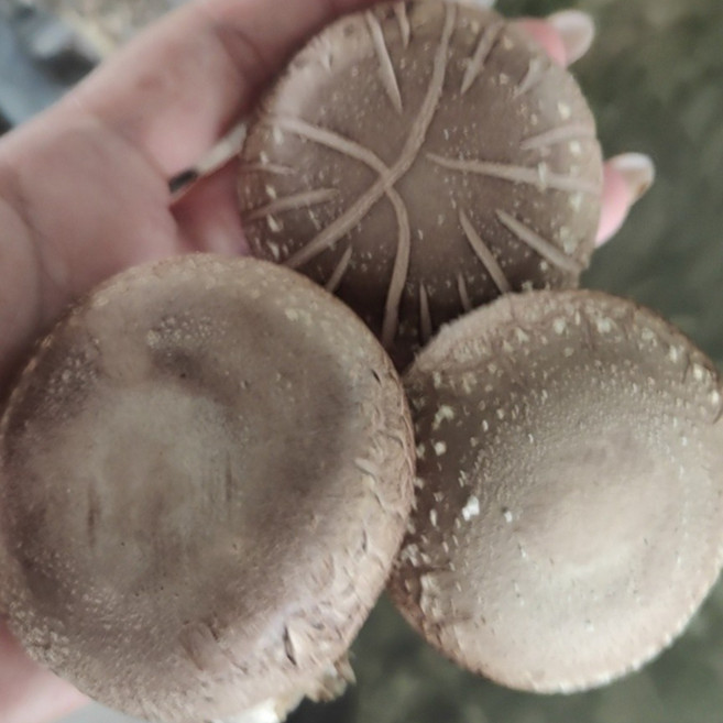 [서산여미표고]표고버섯 가정용 못난이 실속형 파지, 1개, 2kg(상품)