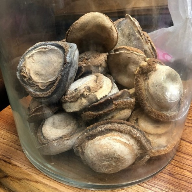 墨西哥 乾鮑魚 5頭鮑, 1個, 一顆
