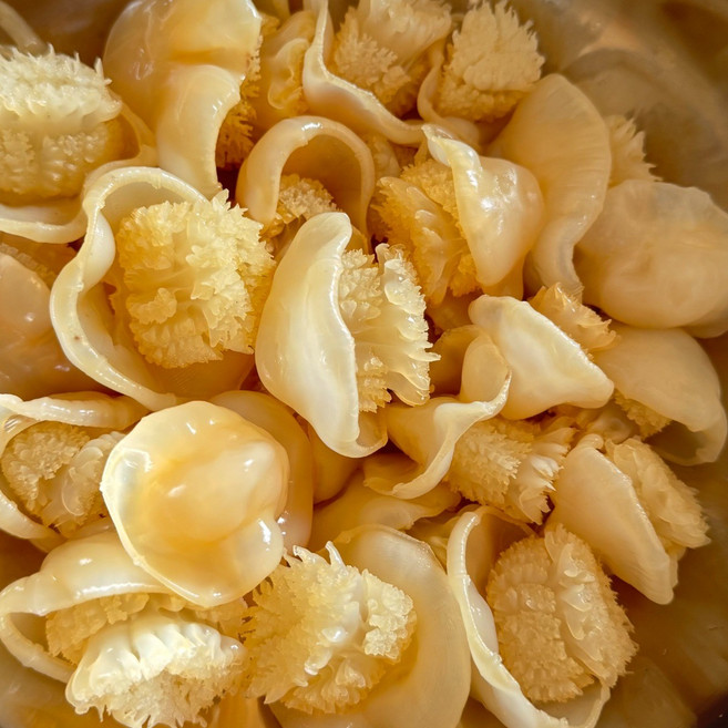 (업소용)캐논볼 해파리(머리) 1KG 고염도, 1개, 1kg (30-40)X