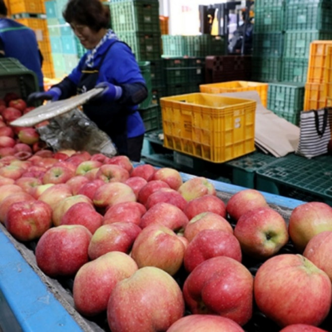 [비밀창고 개방] 선착순100명특가 사과창고개방 꿀사과 부사 초특가중, 1박스, 1kg