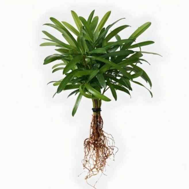 메이크정글 공기정화 수경재배 흙 세척 식물 모음 나한송, 1개