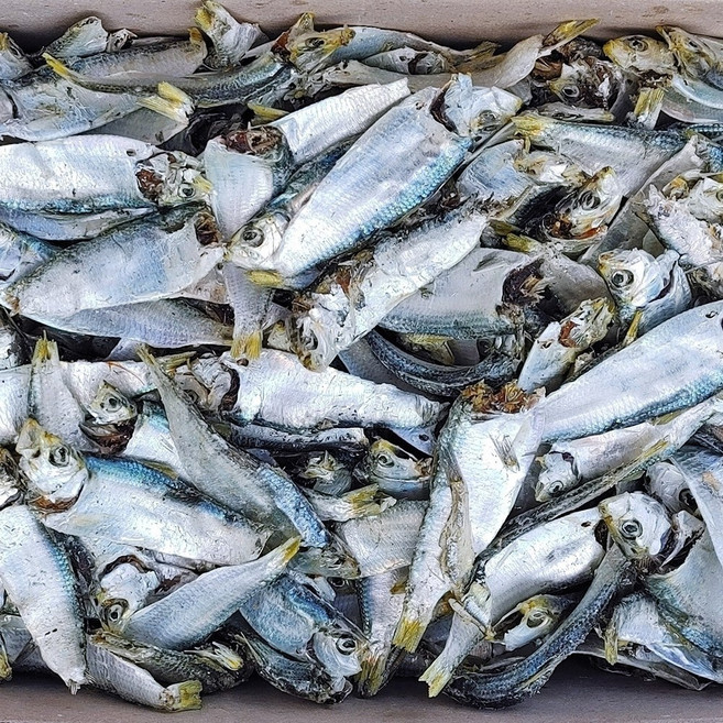 국산 육수용 국물멸치 밴댕이 디포리 1.5kg (상급) 우리바다자연식품, 1개