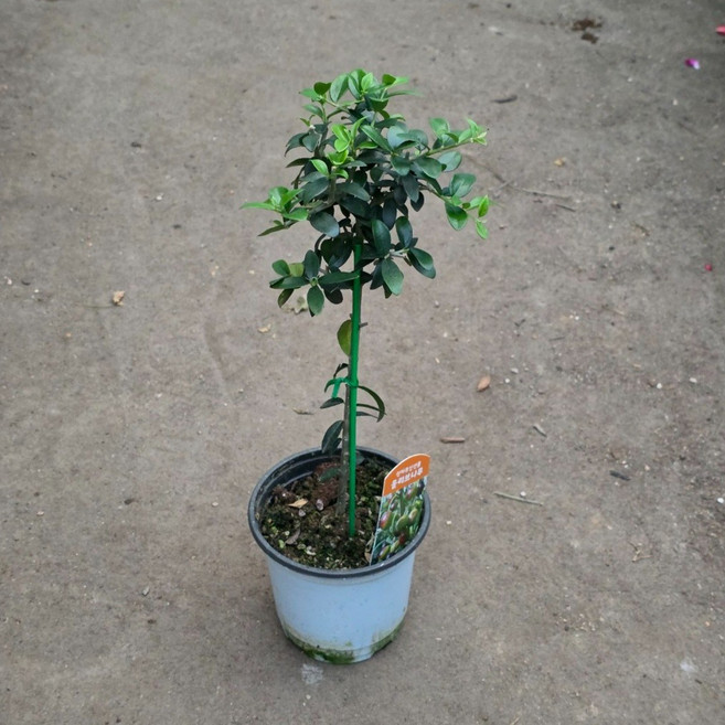 15~30cm 핫도그수형 외목대 올리브나무 소품 95, 1개