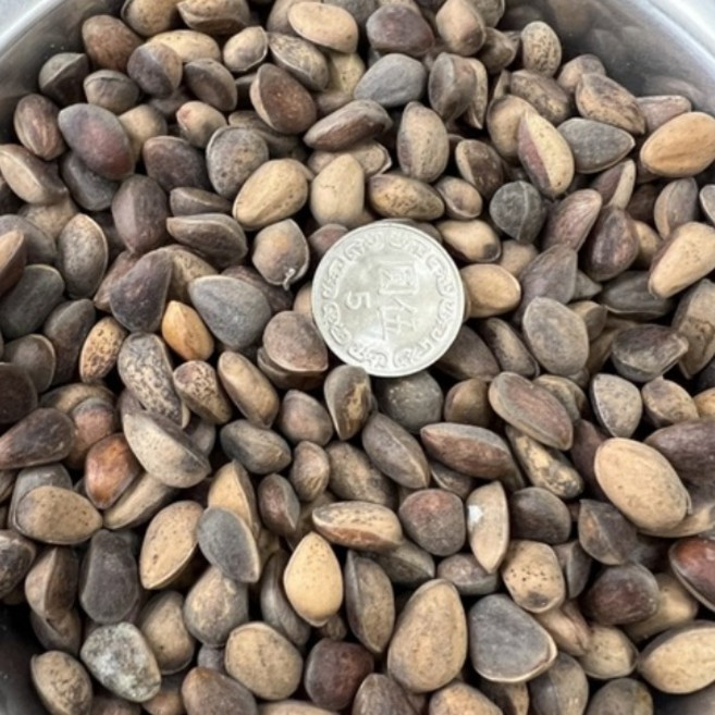 頂級帶殼超大松子 600g 剛到港新貨, 1個, 中大紅松子