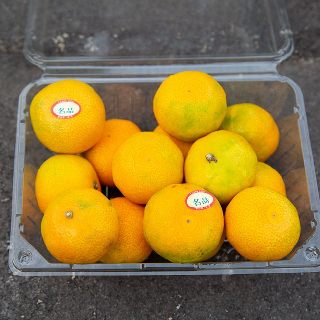 농협상품 제주 밀감 감귤 제주 타이백 비가림 중과, 1박스, 1kg(1팩)