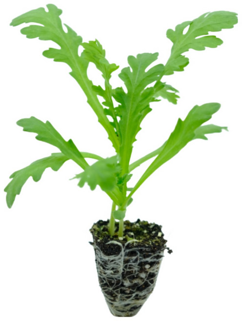 파머씨드 쑥갓 모종 8개 텃밭 채소, 쑥갓모종 15개, 15개