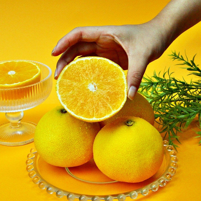 제주 프리미엄 고당도 황금향 선물세트 2kg 명절 명품 과일선물세트 (선물가방포함), 1박스, 황금향_선물용_5-12과 / 2kg