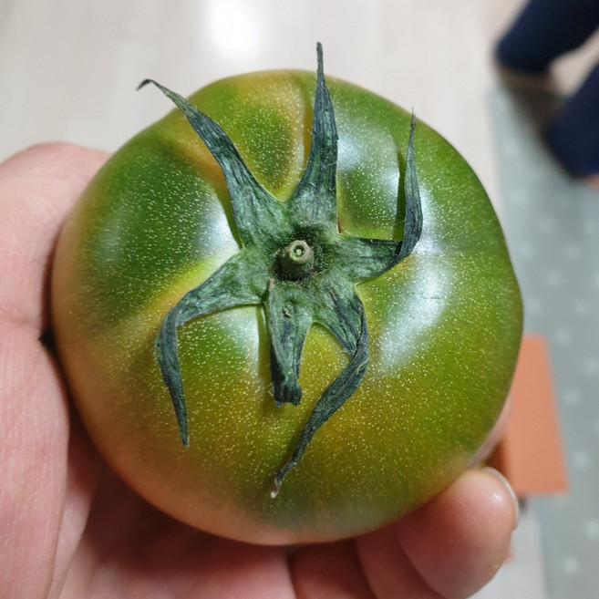 [대저당일출고] 대저 토마토 부산대저농협인증 오리지말 짭짤이 2.5KG 5kg, 1개, 소과(로얄과 S~2S) 20과 이상 대저짭짤이토마토