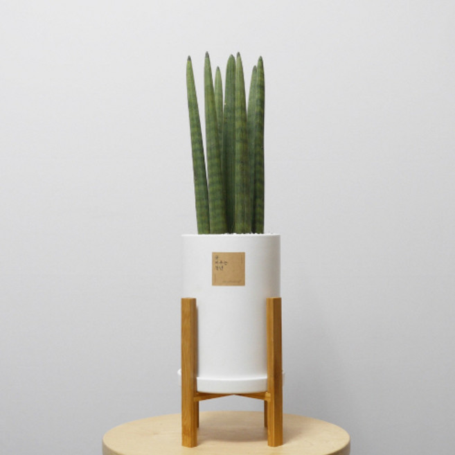 꽃피우는청년 중형 실내공기정화식물(원형 화이트 화분 + 우드스탠드), 스투키, 1개