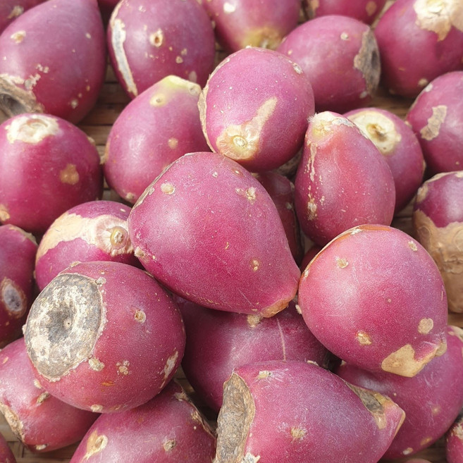 백년초 열매 제주 한번세척한 백년초 열매 생과 열매 1 키로, 1kg, 1개