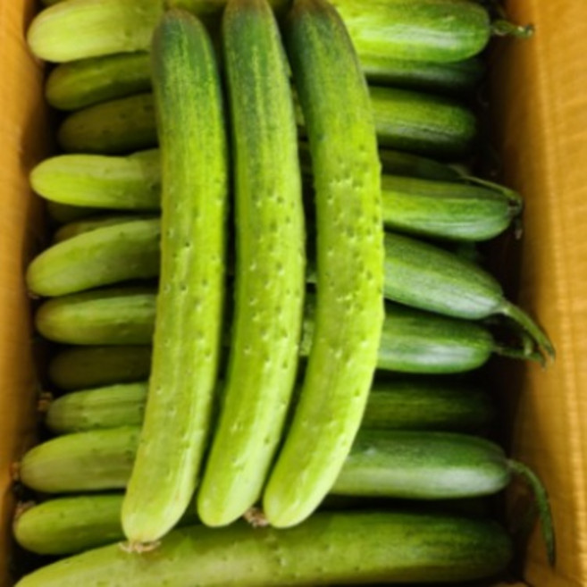 백다다기 오이 백오이 최상품, 1박스, 3kg