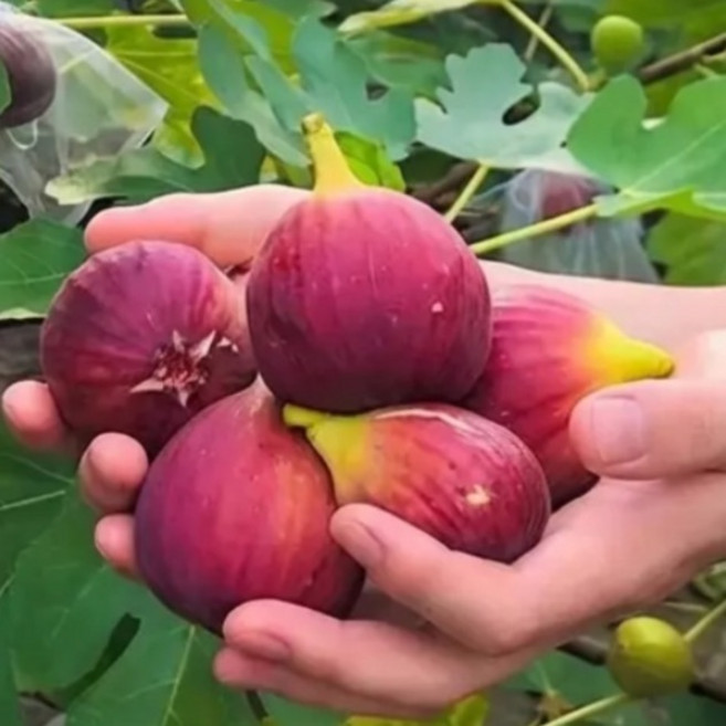 발코니 화분이나 정원의 빈 곳에 이 블랙 미션 무화과를 심으면 손쉽게 과일 자급자족을 실현할 수 있습니다!, 자주색 무화과/6개*2
