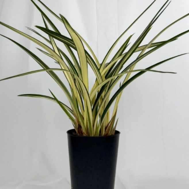 [다온난가든] 동양난 중투 취임/고급선물, 1개