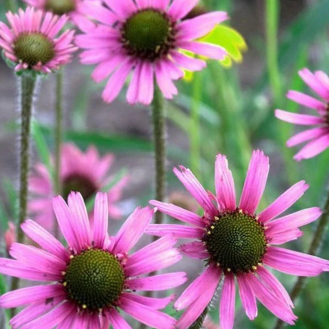 [평창]에키네시아 로키탑, 5개 - 쿠팡