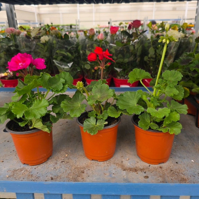 2+1 제라늄 페라고늄 소품 꽃 빈려식물 에이피플랜츠, 1개, 기본