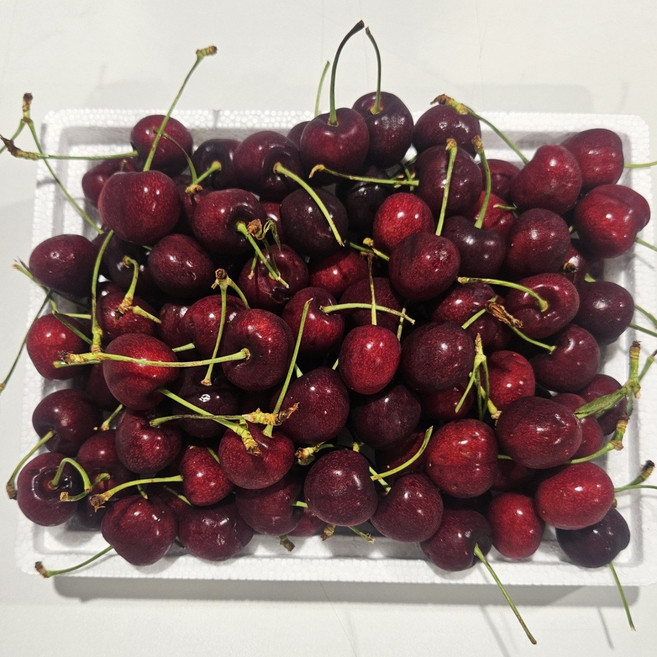 과일성지 프리미엄 고당도 큰 사이즈9~9.5r 생 체리 상콤한 체리 500g 1kg 2kg 5kg, 1박스, 상콤생체리 5kg